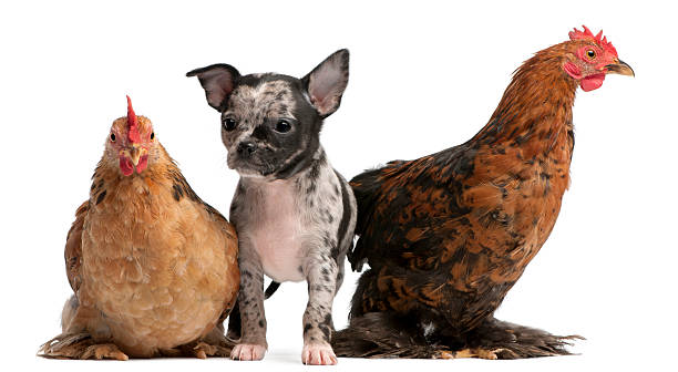 istock Chihuahua puppy interacting with a hens, white background. 120170083