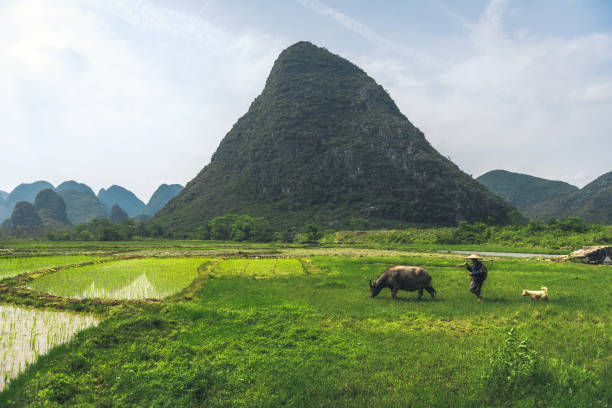 istock chinese farmer walking with water buffalo on rice field 1201702414