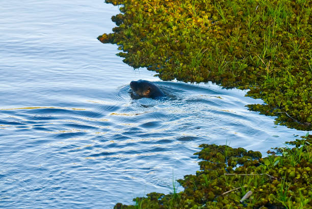 Neotropical otter photographed in Itaunas, Espirito Santo. Neotropical otter photographed in Itaunas, Espirito Santo. Southeast of Brazil. Atlantic Forest Biome. Picture made in 2009. lontra longicaudis stock pictures, royalty-free photos & images