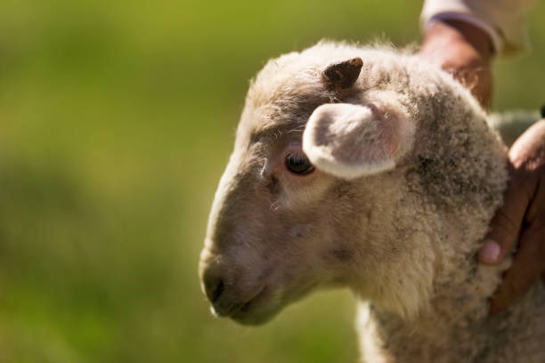 istock Lovely lamb portrait on a green meadow background. 1201702465