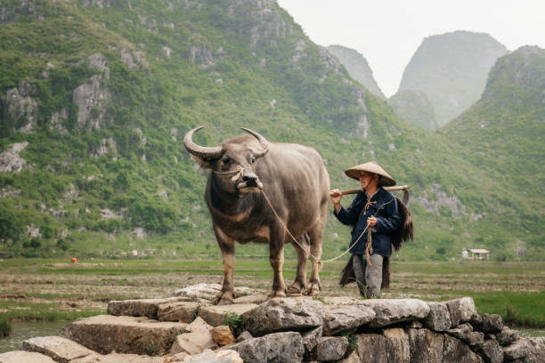 istock chinese farmer going with water buffalo on stone bridge 1201702492