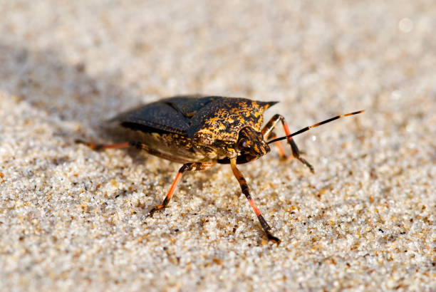 Assassin bug photographed in Itaunas, Espirito Santo.
