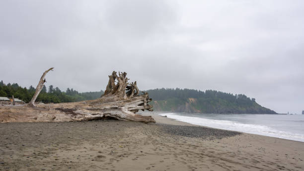 la push - el lugar más hermoso en el condado de clallam, washington, ee. uu. impresionante playa, océano, naturaleza - route 1 pacific ocean beach cliff fotografías e imágenes de stock