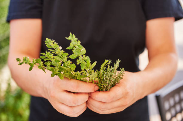 ハーブを手に持つ若い女性 - oregano rosemary healthcare and medicine herb ストックフォトと画像