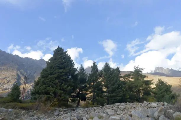 Pine Spruce trees woodland on mountain backdrop. Pine tree mountain forest in the sunny day. Soft focus tiny floating white clouds in background. Summer landscape.