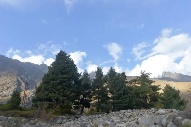 Pine Spruce trees woodland on mountain backdrop. Pine tree mountain forest in the sunny day. Soft focus tiny floating white clouds in background. Summer landscape.