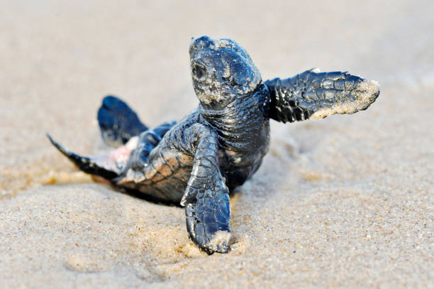istock Loggerhead Turtle photographed in Conceicao da Barra, Espirito Santo. 1201706863