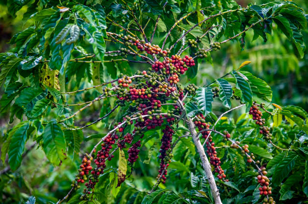 Coffee plant photographed in Conceicao da Barra, Espirito Santo. stock photo