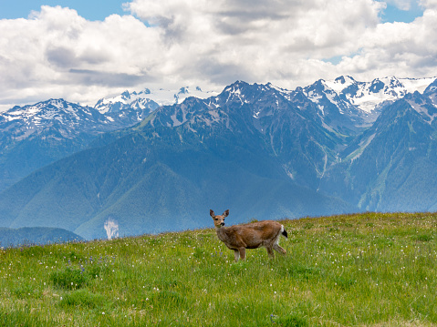 Deer grazes in a mountain meadow in Olympic National Park, Washington USA