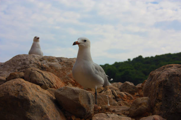 two specimens of white-legged white seagulls perched on a cliff rock observing the horizon waiting for food under a leaden sky in front of the ibiza sea in cala saladeta
