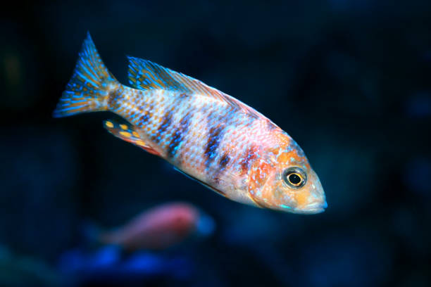 istock African Malawi Cichlid in freshwater aquarium 1201710243