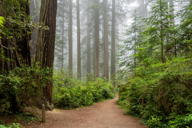 istock Path through the forest, Redwood National & State Parks, California 1201711552