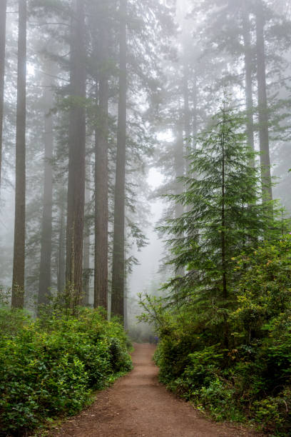 sendero a través del bosque, redwood national & state parks, california - rainforest redwood sequoia footpath fotografías e imágenes de stock