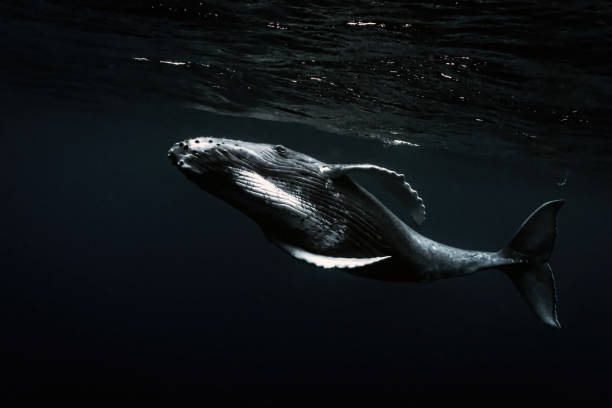 istock Week Old Baby Humpback Swimming, Vava'u, Tonga 1201711652