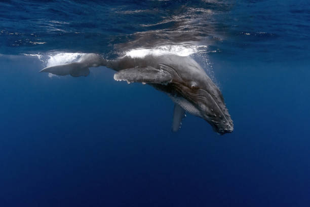 istock Week Old Baby Humpback Swimming, Vava'u, Tonga 1201711653