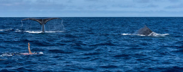 istock Humpback Whale and Swimmers Snorkeling 1201711655