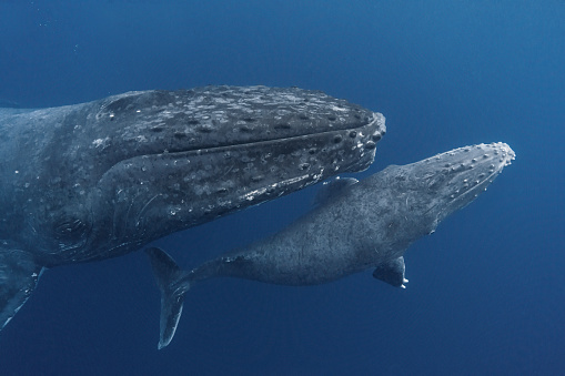 Shot while on a snorkel trip to Tonga. Humpback baby is a week old. Very curious about us and kept swimming up to us.