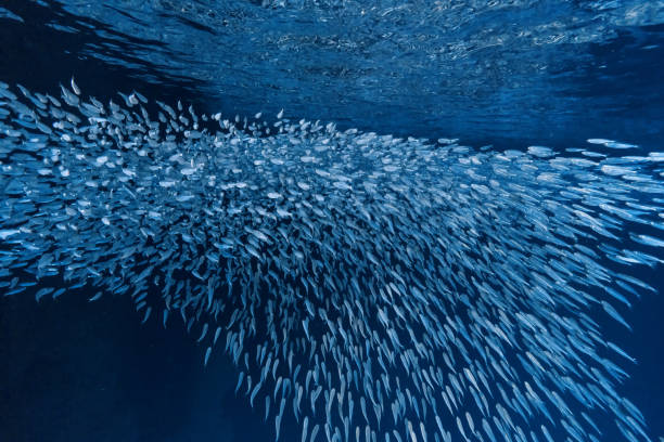 istock School of Sardines in Cave, Vava'u, Tonga 1201711677