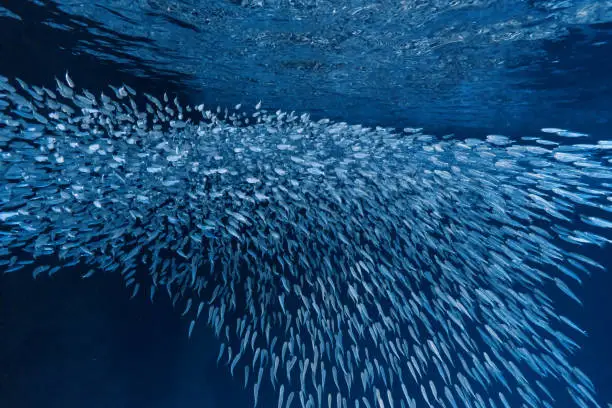 Photo of School of Sardines in Cave, Vava'u, Tonga