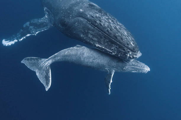 Baby and Mama Humpback Whale Touching and Loving, Vava'u, Tonga Shot while on a snorkel trip to Tonga. Humpback baby is a week old. Very curious about us and kept swimming up to us. baleen whale stock pictures, royalty-free photos & images