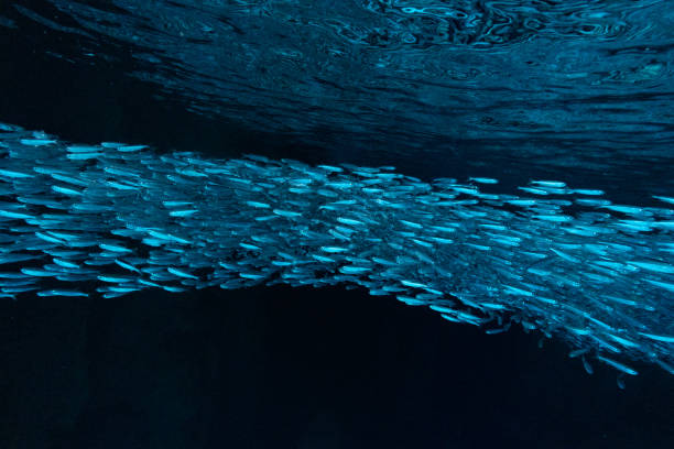 School of Sardines in Cave, Vava'u, Tonga Shot while swimming in Tonga minnow fish photos stock pictures, royalty-free photos & images
