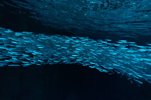 school of sardines in cave, vava'u, tonga - minnow imagens e fotografias de stock