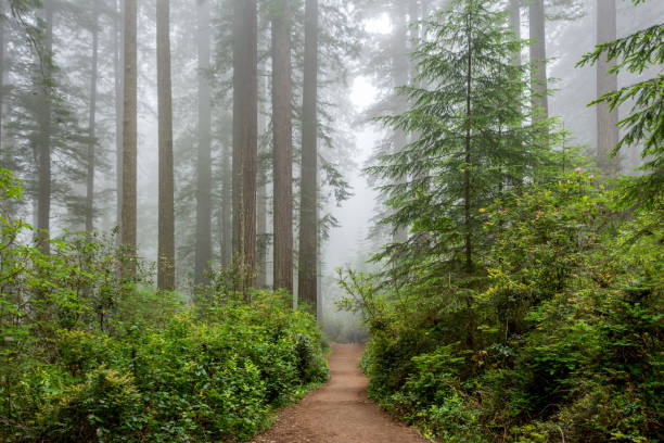 sendero a través del bosque, redwood national & state parks, california - rainforest redwood sequoia footpath fotografías e imágenes de stock