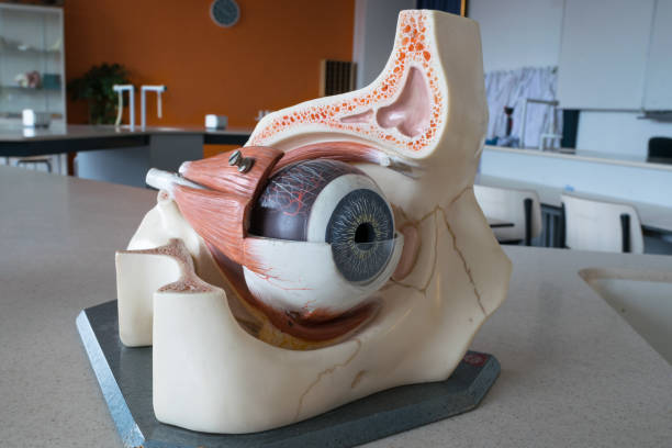 Isolated on white studio shot of two pig eyes used by medical interns and research laboratories.  Eyeballs, muscles, and tissue.