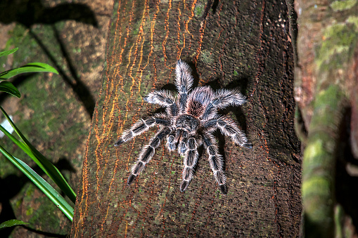 Tarantula photographed in the city of Cariacica, Espirito Santo. Southeast of Brazil. Atlantic Forest Biome. Picture made in 2012.