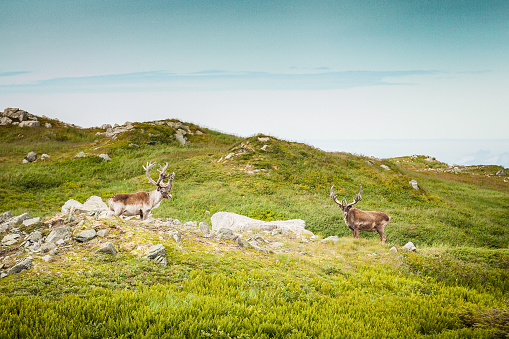 Two Newfoundland Caribou.