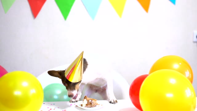 786 Happy Birthday Dog Stock Videos and Royalty-Free Footage - iStock | Happy  birthday dog and cat