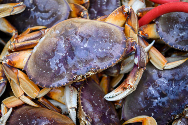 istock Live Dungeness Crabs Offloaded Into Shipping Totes 1201716993