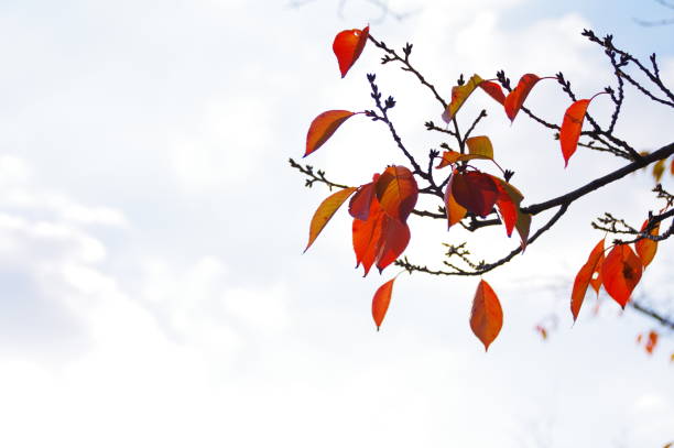 istock a sky with rich persimmon trees and leaves 1201717189