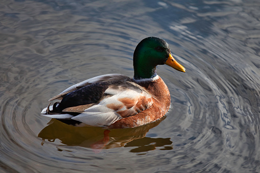 Close-up on a male Mallard in a pond.