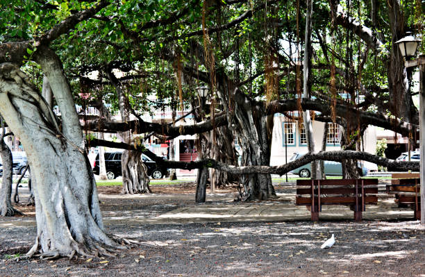 istock Lahaina Banyan Court Park 1201717939