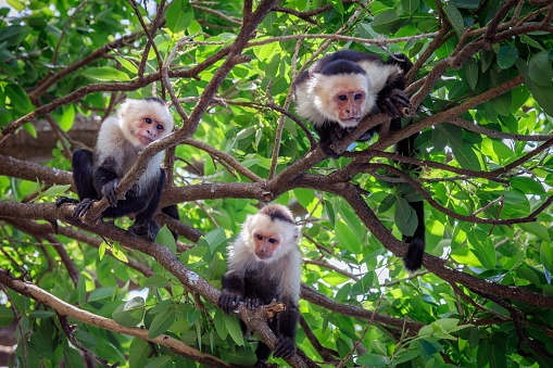 Tres monos capuchinos en el árbol photo