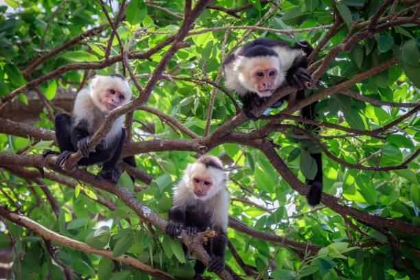 나무 위의 카푸친 원숭이 세 마리 - 꼬리감는원숭이 뉴스 사진 이미지