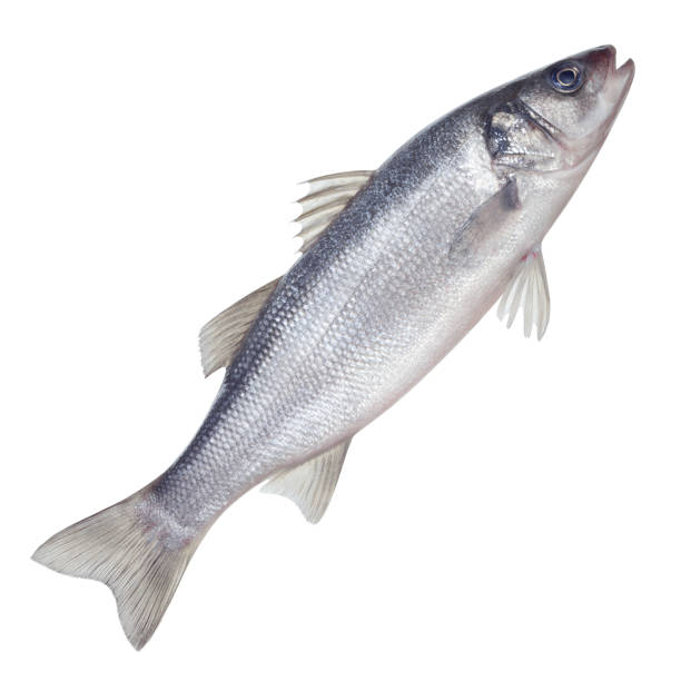 istock fish seabass Isolated on the white background 1201720386