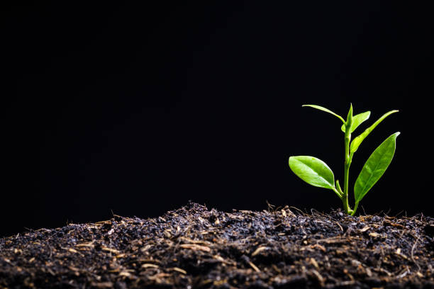 istock Baby Plant on Soil 1201720475
