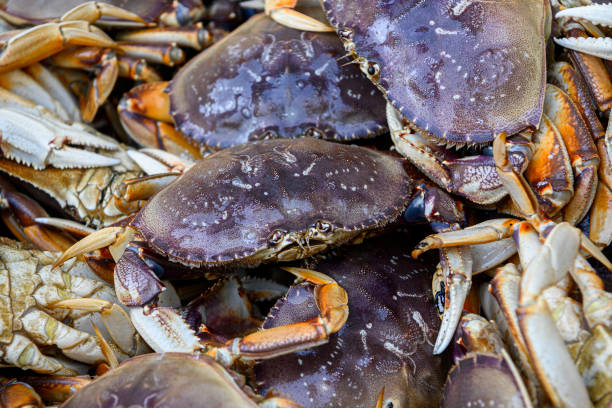 istock Live Dungeness Crabs Offloaded Into Shipping Totes 1201720551