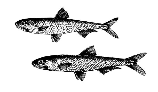 Anchovy, fish collection Healthy lifestyle, delicious food. Hand-drawn images, black and white graphics. anchovy stock illustrations