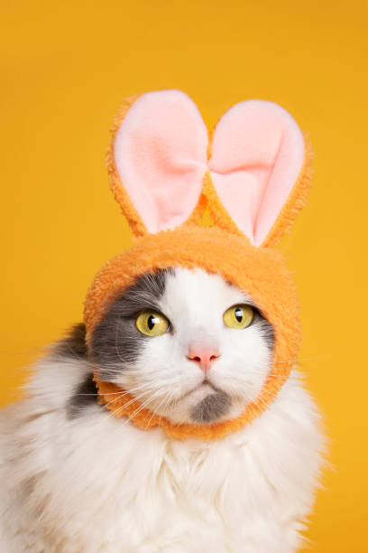 easter kitty auf gelb - hasenohren kostümierung stock-fotos und bilder