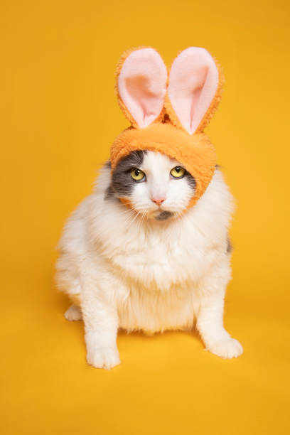 istock Cat Not Happy to Wear Bunny Ears 1201723325