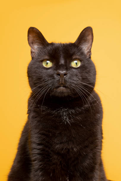 istock Portrait of a Black Cat on Yellow 1201723401