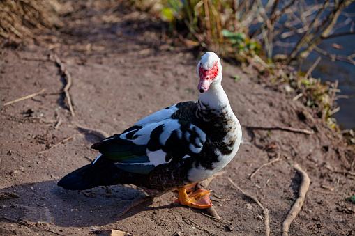 Mallard duck swimming on water in spring in sunshine