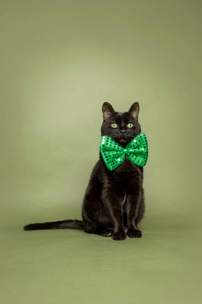 istock Black Cat in Green Bow Tie 1201724024