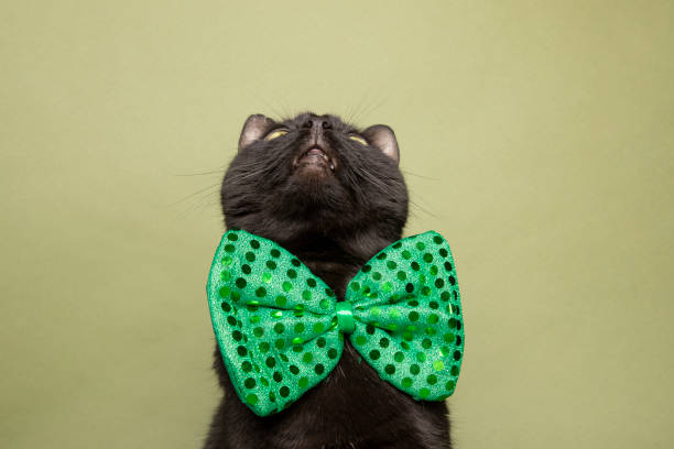 istock Cat in Green Bow Tie Looking Up 1201724087
