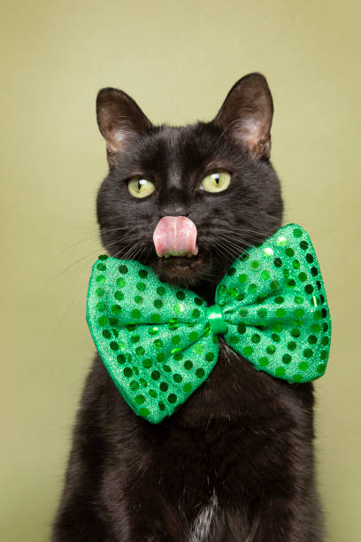 istock Cat in Green Bow Tie Licking Face 1201724102