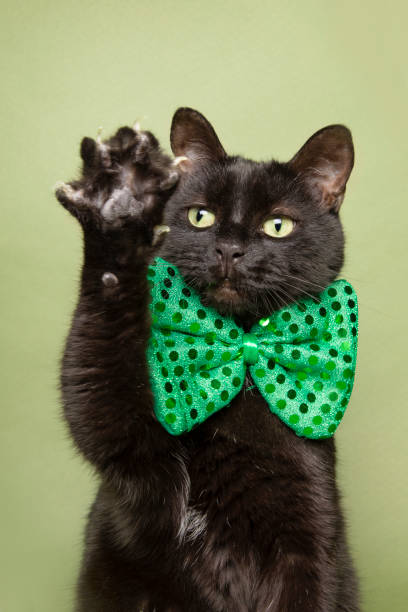 istock Black Kitty in Green Bow Tie Waving Paw 1201724122