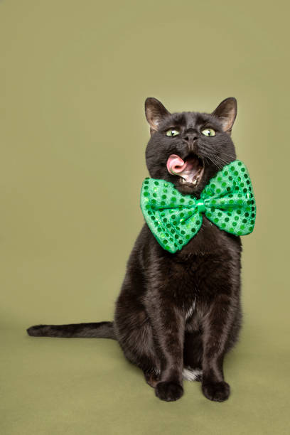 istock Funny Black Cat in Bow Tie Licking Face 1201724145